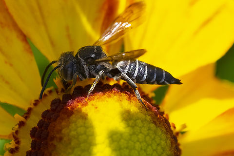 cuckoo leaf cutter bee  Geotagged,Summer,United States
