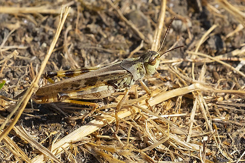 clear-winged grasshopper  Camnula pellucida,Geotagged,Summer,United States
