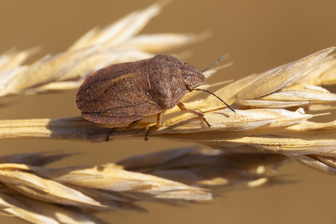 Eurygaster amerinda  Eurygaster amerinda,Geotagged,Summer,United States