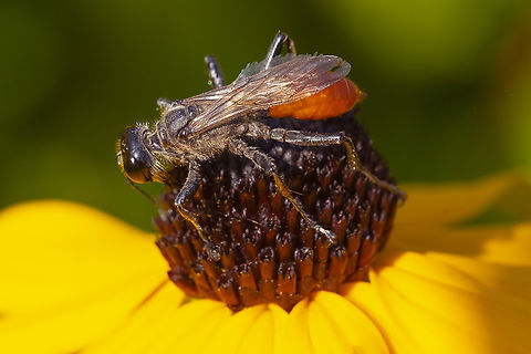 thick legged red and black wasp  Geotagged,Summer,United States