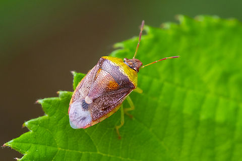 green and burgundy stink bug  Banasa dimidiata,Geotagged,Green Burgundy Stink Bug,Summer,United States
