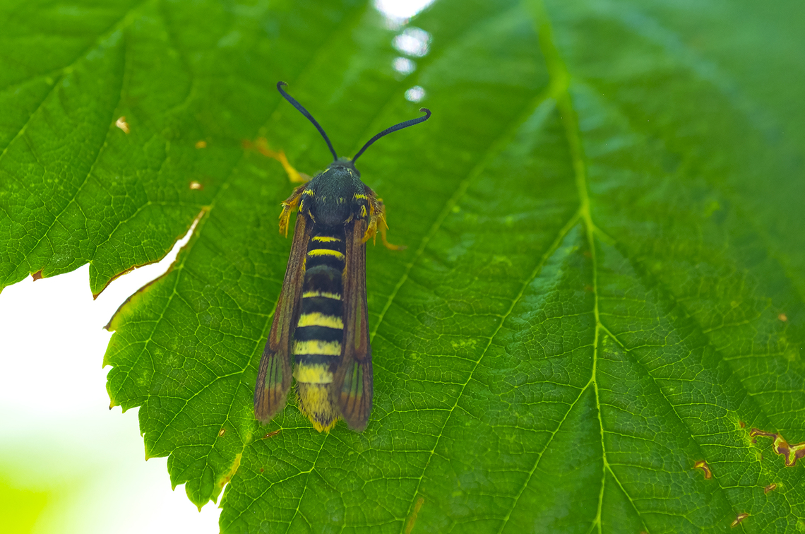 raspberry crown borer moth  Geotagged,Pennisetia marginata,Summer,United States