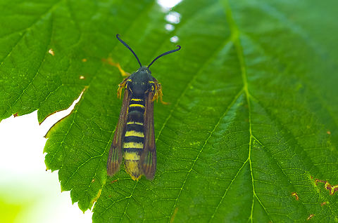 raspberry crown borer moth  Geotagged,Pennisetia marginata,Summer,United States