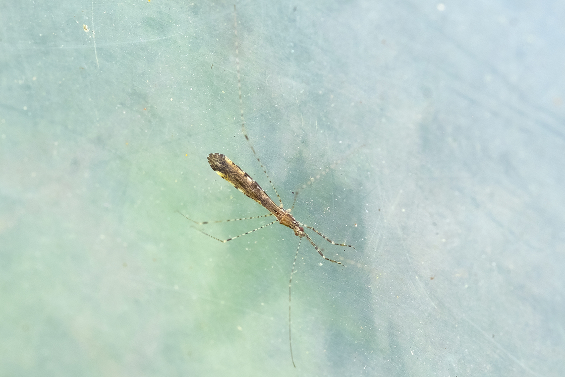 Thread legged assassin bug - Empicoris vagabundus  Empicoris vagabundus,Geotagged,Summer,United States
