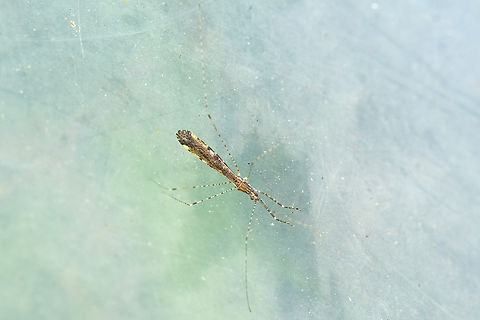 Thread legged assassin bug - Empicoris vagabundus  Empicoris vagabundus,Geotagged,Summer,United States