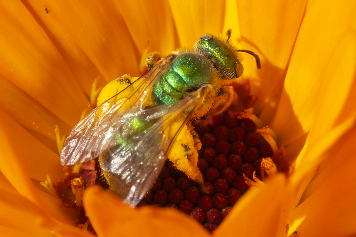 big saddlebags  Agapostemon texanus,Agepostemon texanus,Geotagged,Summer,United States