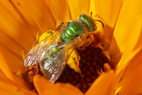 big saddlebags  Agapostemon texanus,Agepostemon texanus,Geotagged,Summer,United States