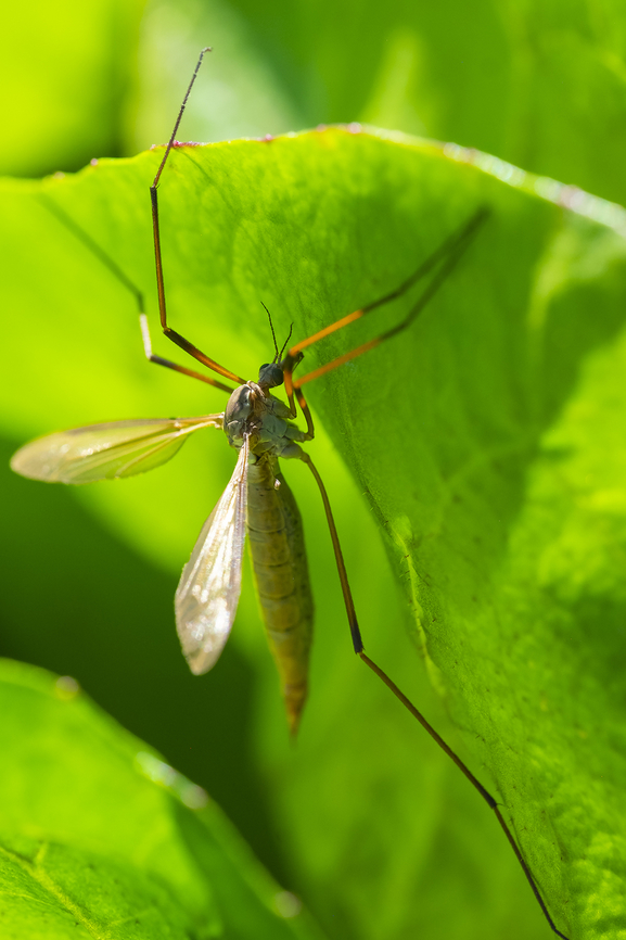 European crane fly common invasive..  European Crane Fly,Geotagged,Summer,Tipula paludosa,United States