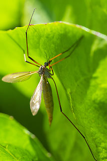 European crane fly common invasive..  European Crane Fly,Geotagged,Summer,Tipula paludosa,United States