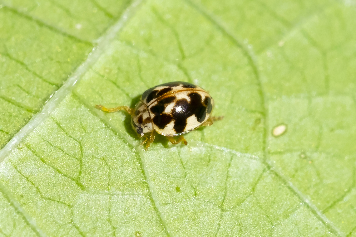 twenty spot ladybird  Geotagged,Psyllobora vigintimaculata,Summer,Twenty-spot Ladybird,United States