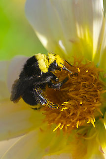 yellow-faced bumblebee  Bombus vosnesenskii,Geotagged,Summer,United States,Yellow-faced bumblebee