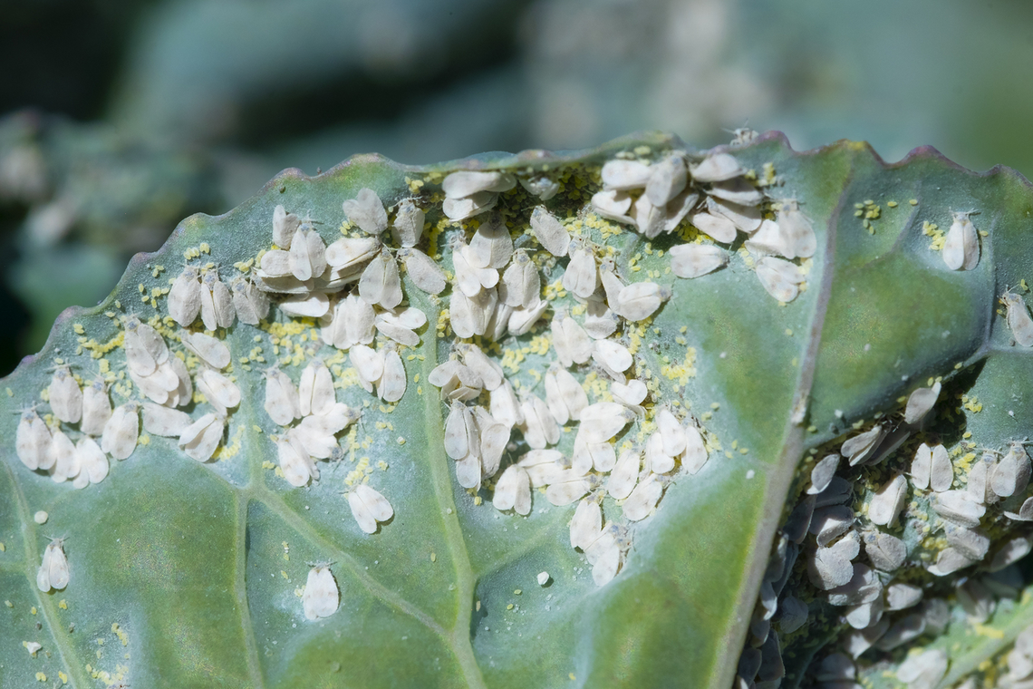 cabbage white fly  Aleyrodes proletella,Geotagged,Summer,United States