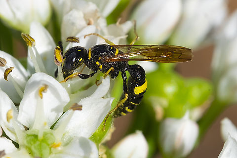 humped beewolf  Geotagged,Humped Beewolf,Philanthus gibbosus,Summer,United States