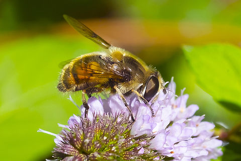 common drone fly  Common Drone Fly,Eristalis tenax,Geotagged,Summer,United States