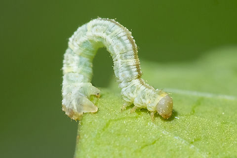 geometrid moth capterpillar  Geotagged,Summer,United States