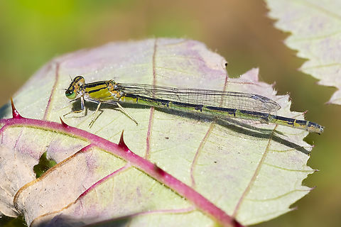 northern bluet female  Enallagma annexum,Geotagged,Northern bluet,Summer,United States
