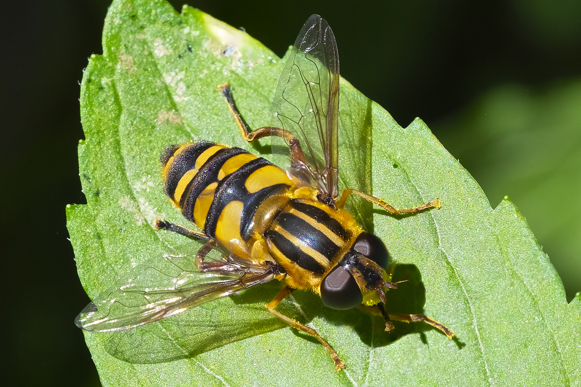 broad headed marsh fly a late flier - seen in late summer/fall Broad-headed Marsh Fly,Geotagged,Helophilus hybridus,Helophilus latifrons,Summer,United States