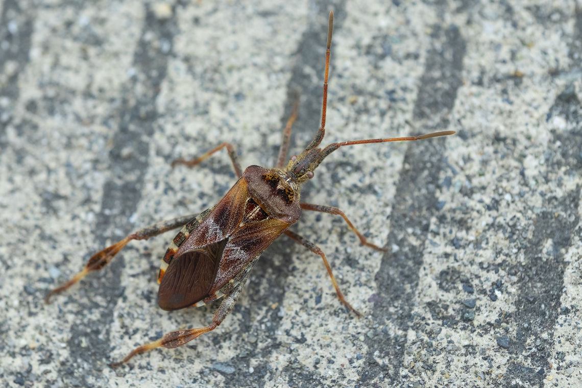 Western conifer seed bug  Geotagged,Leptoglossus occidentalis,Summer,United States,Western conifer seed bug