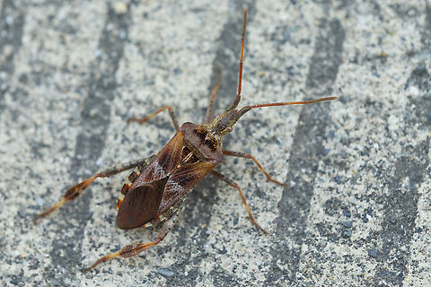 Western conifer seed bug  Geotagged,Leptoglossus occidentalis,Summer,United States,Western conifer seed bug