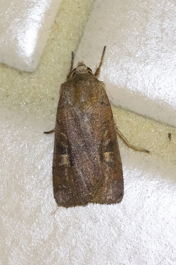 rustic square spot found sheltering in a short tunnel - likely attracted there the previous night because of the tunnel lights Geotagged,Square-spot rustic,Summer,United States,Xestia xanthographa