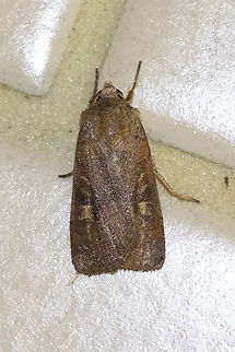 rustic square spot found sheltering in a short tunnel - likely attracted there the previous night because of the tunnel lights Geotagged,Square-spot rustic,Summer,United States,Xestia xanthographa