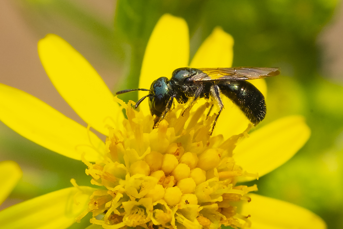 possible Ceratina sp. bee Saw a few in this general area. These bees had no white spots at all, which differentiates them from the previous Ceratina bees I've seen. Geotagged,Summer,United States