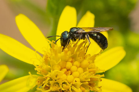 possible Ceratina sp. bee Saw a few in this general area. These bees had no white spots at all, which differentiates them from the previous Ceratina bees I've seen. Geotagged,Summer,United States