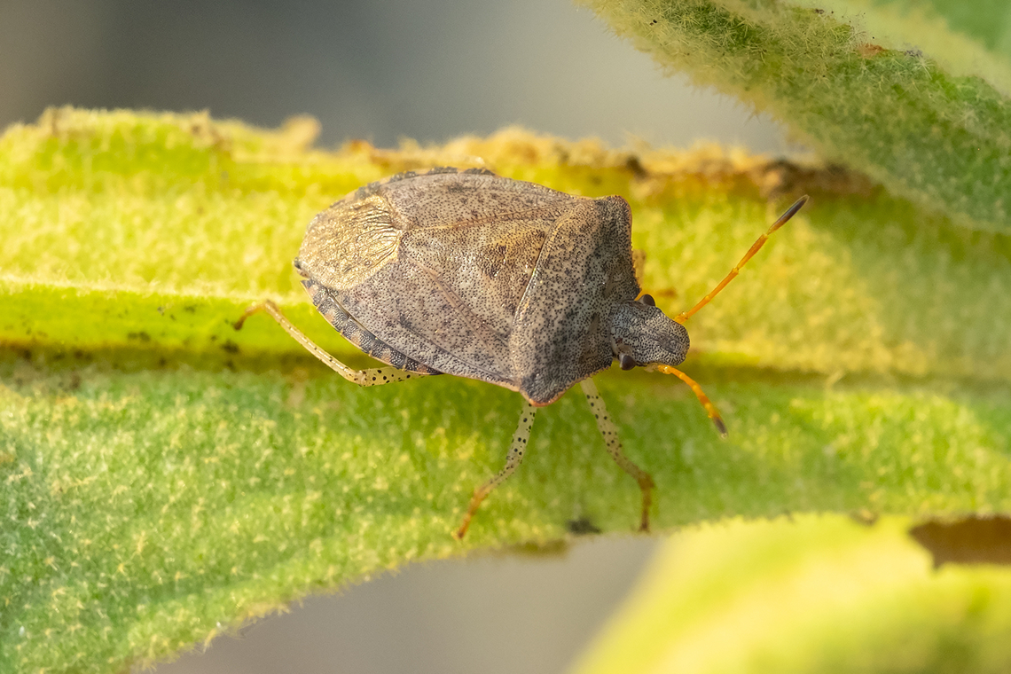 consperse stink bug  Euschistus conspersus,Geotagged,Summer,United States