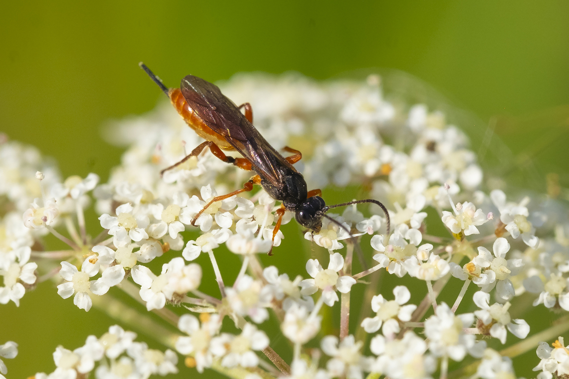 Small wasp Braconid wasp? Fall,Geotagged,United States