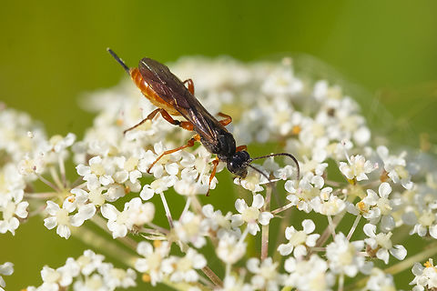 Small wasp Braconid wasp? Fall,Geotagged,United States