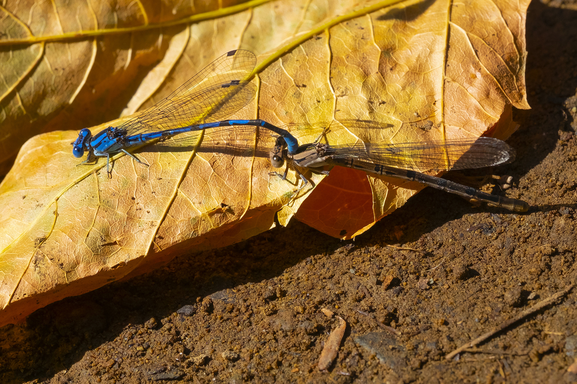 Vivid dancer mating wheel inhabiting a hot spring! Argia vivida,Fall,Geotagged,United States,Vivid dancer
