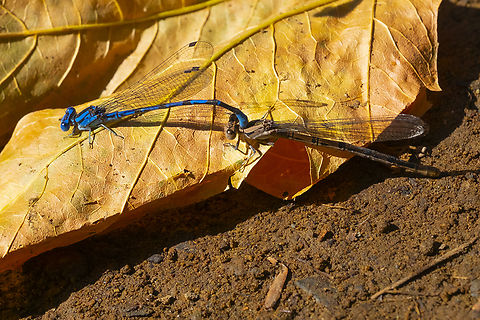 Vivid dancer mating wheel inhabiting a hot spring! Argia vivida,Fall,Geotagged,United States,Vivid dancer