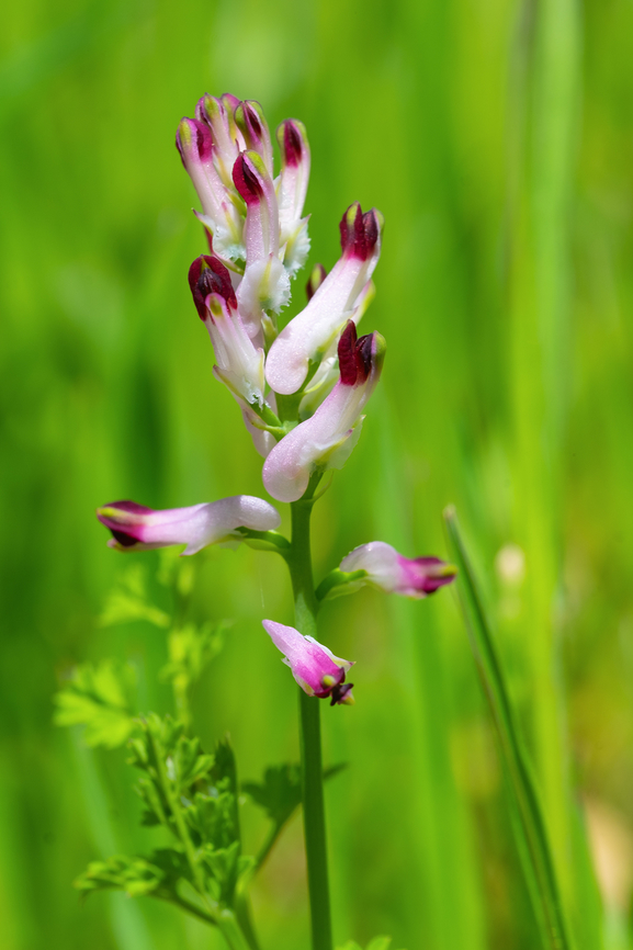common fumitory introduced from Europe (it's FINALLY spring here... it's been so cold and wet...) Fumaria officinalis,Geotagged,Spring,United States