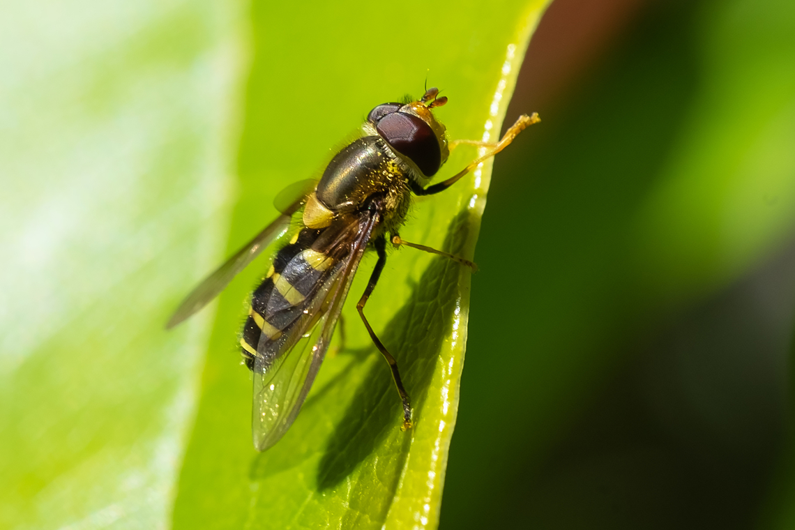 common flower fly  Common Flower Fly,Geotagged,Spring,Syrphus ribesii,United States
