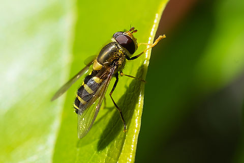 common flower fly  Common Flower Fly,Geotagged,Spring,Syrphus ribesii,United States