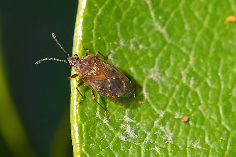 Birch catkin bug  Birch Catkin Bug,Geotagged,Kleidocerys resedae,Spring,United States