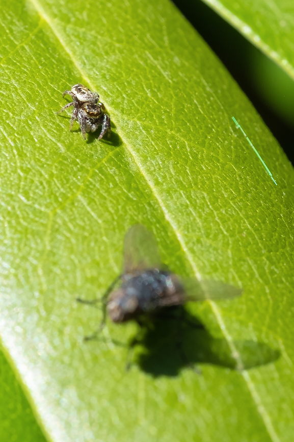 Serious ambition she didn&#039;t end up getting the giant fly, but she wanted to...  Bronze lake jumper,Eris militaris,Geotagged,Spring,United States