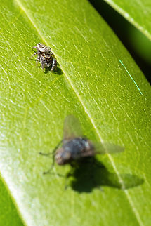 Serious ambition she didn't end up getting the giant fly, but she wanted to...  Bronze lake jumper,Eris militaris,Geotagged,Spring,United States