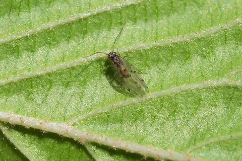 Bark louse need to look into the Ectopsocus, I think Geotagged,Spring,United States