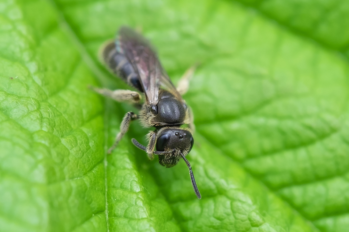 Small black bee I think I've narrowed this down to the genus Lasioglossum, possibly in the sub genus Hemihalictus. I'm not sure it's possible to get to species in this genus without a specimen..  Geotagged,Spring,United States