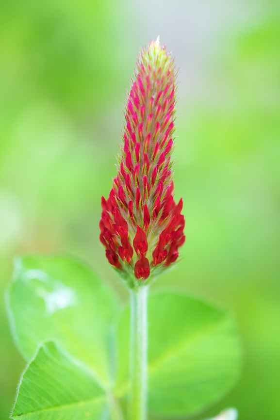 crimson clover used as a wintertime cover crop &amp; "green manure" Crimson clover,Geotagged,Spring,Trifolium incarnatum,United States