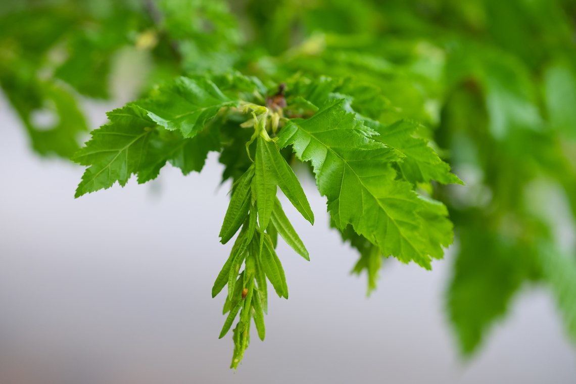 common hornbeam cut leaf variation Carpinus betulus,Common hornbeam,Geotagged,Spring,United States