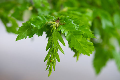 common hornbeam cut leaf variation Carpinus betulus,Common hornbeam,Geotagged,Spring,United States
