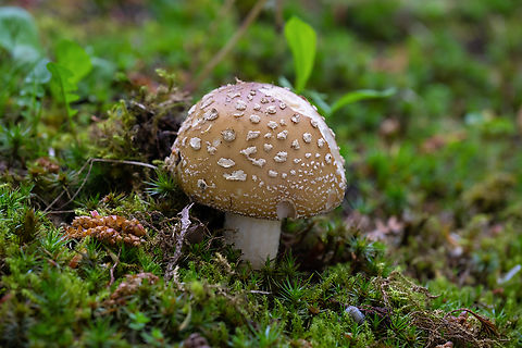 western panther amanita recently separated from A. pantherina through sequencing Amanita pantherinoides,Geotagged,Spring,United States,western panther amanita