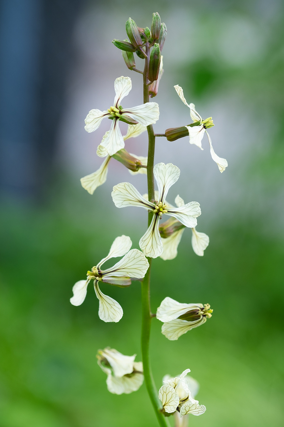 wild radish  Geotagged,Jointed charlock,Raphanus raphanistrum,Spring,United States