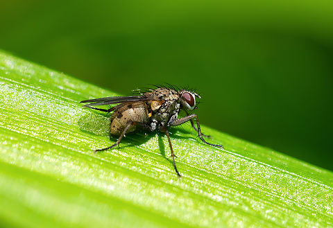 Hairy red-eyed fly  Coenosia tigrina,Geotagged,Spring,United States