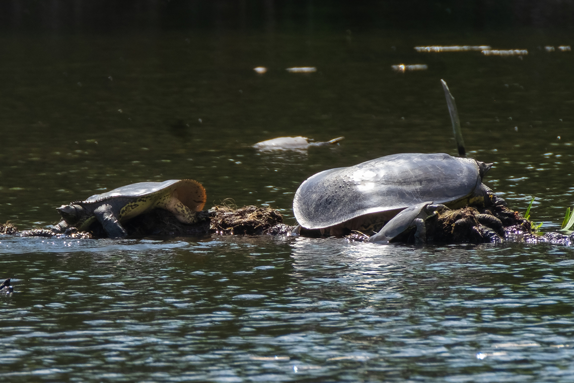 spiny softshell turtle my first time seeing this kind of turtle Apalone spinifera,Geotagged,Spiny softshell turtle,Spring,United States
