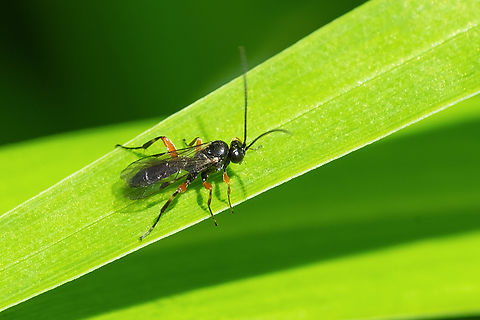Small black wasp - possible Ichneumon. small black wasp with black, orange and white striped legs Geotagged,Spring,United States