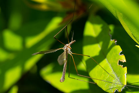 European cranefly - male  European Crane Fly,Geotagged,Spring,Tipula paludosa,United States