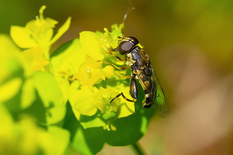 Thick-legged hoverfly  Geotagged,Spring,Syritta pipiens,Thick-legged hoverfly,United States